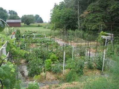 These Reinforced DIY Tomato Cages Can Be Used in All Seasons Image